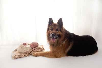 Dragonflies Photography